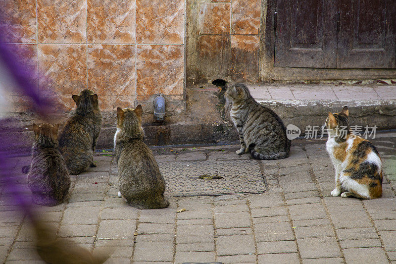 Fes el Bali，非斯的麦地那，猫